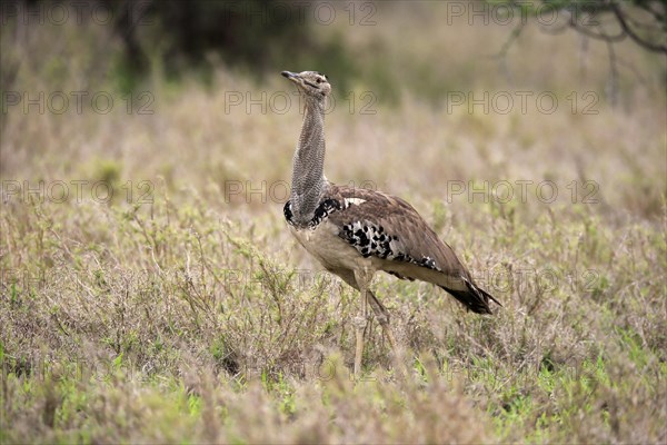 Kori bustard (Ardeotis kori), adult, foraging, vigilant, Kruger National Park, Kruger National Park, South Africa, Africa