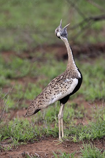 Red-crested Bustard, (Lophotis ruficrista), adult, calling, Kruger National Park, Kruger National Park, South Africa, Africa