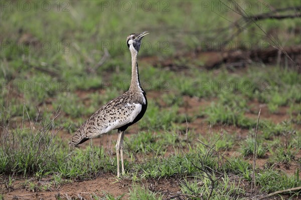 Red-crested Bustard, (Lophotis ruficrista), adult, calling, Kruger National Park, Kruger National Park, South Africa, Africa