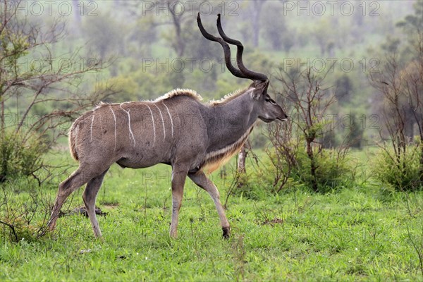 Greater Kudu, zambezi greater kudu (Strepsiceros zambesiensis), adult, male, foraging, Kruger National Park, Kruger National Park, South Africa, Africa