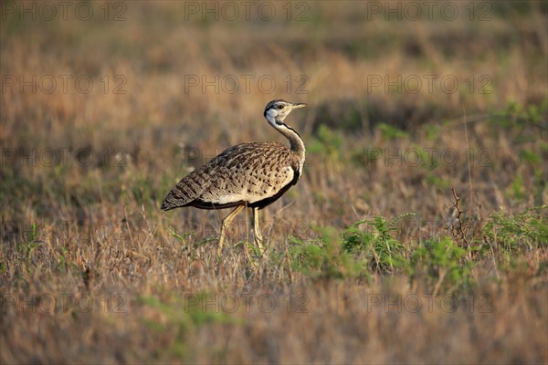 Black-bellied bustard (Lissotis melanogaster), adult, male, foraging, alert, Sabi Sand Game Reserve, Kruger National Park, Kruger National Park, South Africa, Africa