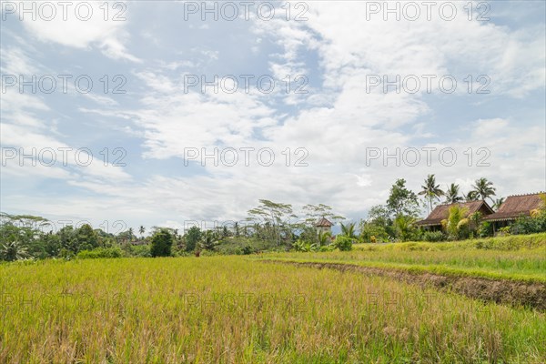 Rice fields in countryside, Ubud, Bali, Indonesia, green grass, large trees, jungle and cloudy sky. Travel, tropical, agriculture, Asia