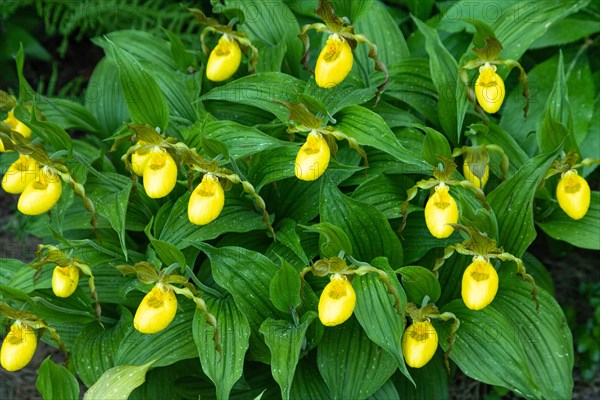 Beautiful orchid flowers of yellow color with green leaves in the garden. Lady's-slipper hybrids. Close up