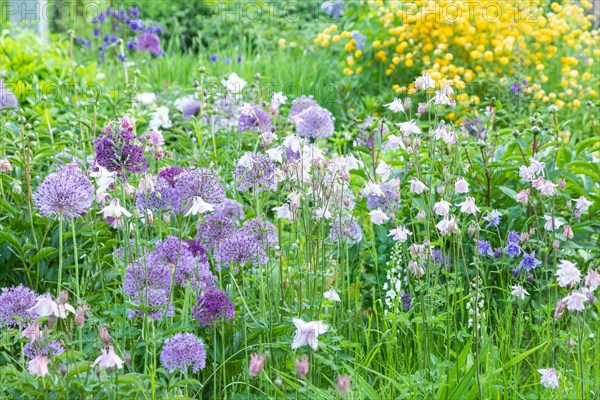 Beautiful columbine or aquilegia flowers of blue and white color in the garden