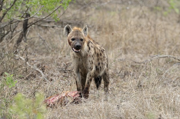 Spotted hyena (Crocuta crocuta), adult, with prey, Sabi Sand Game Reserve, Kruger National Park, Kruger National Park, South Africa, Africa