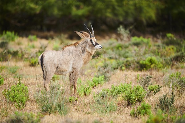 Roan Antelope (Hippotragus equinus) in the dessert, captive, distribution Africa