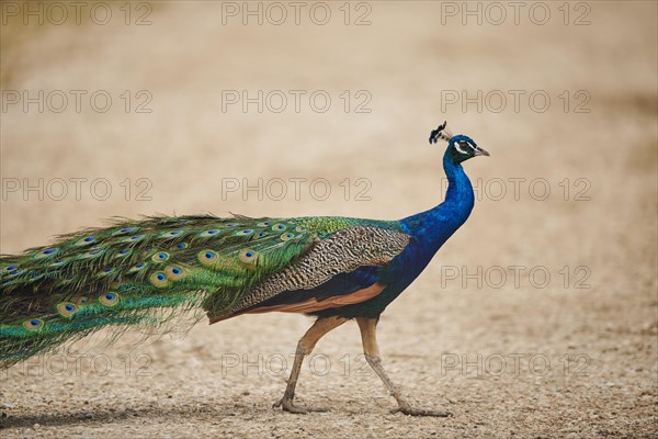 Indian peafowl (Pavo cristatus) walking on the ground, France, Europe