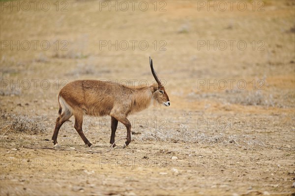 Waterbuck (Kobus defassa) in the dessert, captive, distribution Africa