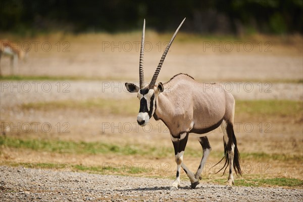 South African oryx (Oryx gazella) in the dessert, captive, distribution Africa