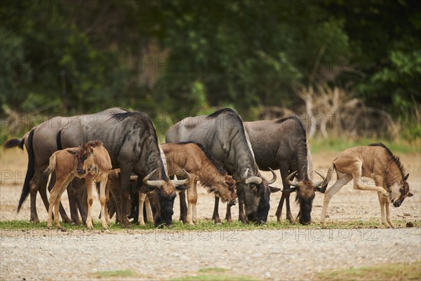 Blue wildebeest (Connochaetes taurinus) herd with youngsters in the dessert, captive, distribution Africa