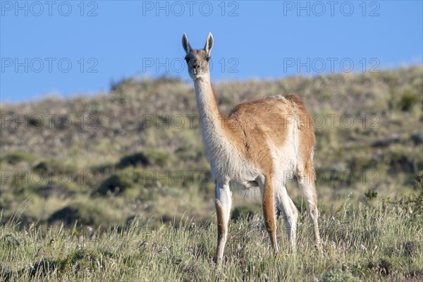 Guanaco (Llama guanicoe), Huanako, Torres del Paine National Park, Patagonia, End of the World, Chile, South America