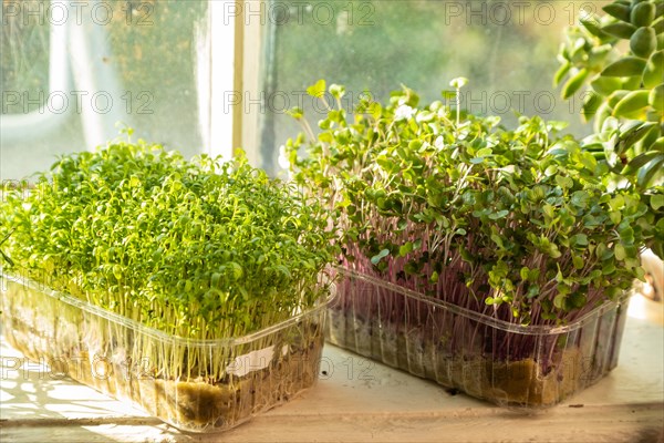 Boxes with microgreen sprouts of cress salad and kohlrabi cabbage on white windowsill. Daylight, natural sunlight. Side view, close up, selective focus