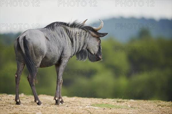 Blue wildebeest (Connochaetes taurinus) in the dessert, captive, distribution Africa