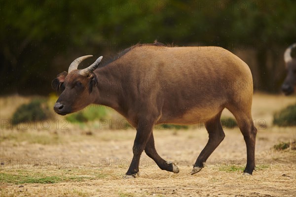 Red buffalo (Syncerus caffer nanus) in the dessert, captive, distribution Africa