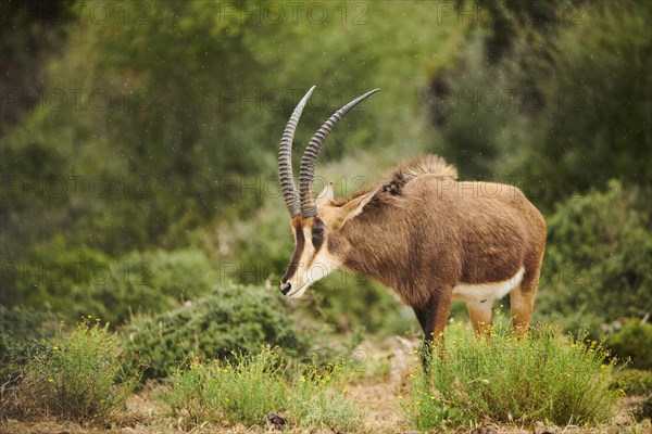 Sable antelope (Hippotragus niger) in the dessert, captive, distribution Africa