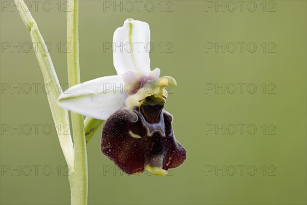 Bumblebee orchid