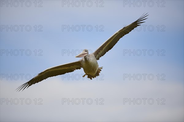 Great white pelican (Pelecanus onocrotalus) flying in the sky, France, Europe