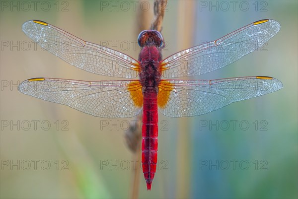 Broad Scarlet (Crocothemis erythraea) male resting in the evening. Bas-Rhin, Alsace, Grand Est, France, Europe