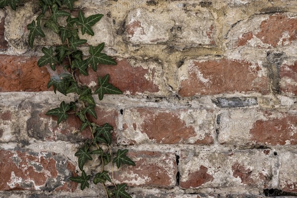 Brick masonry with common ivy (Hedera helix), Munich, Bavaria, Germany, Europe