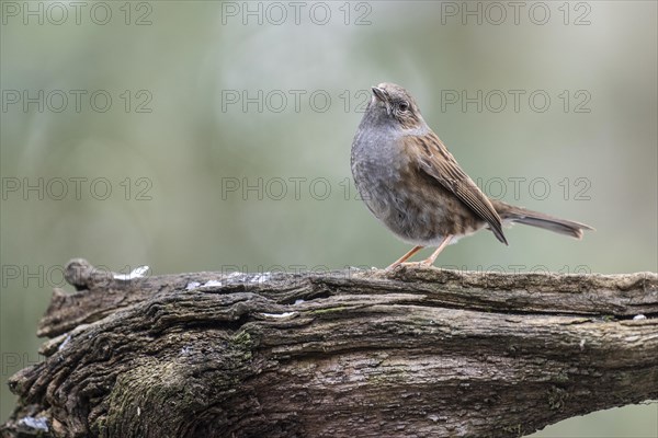 Dunnock (Prunella modularis), Emsland, Lower Saxony, Germany, Europe