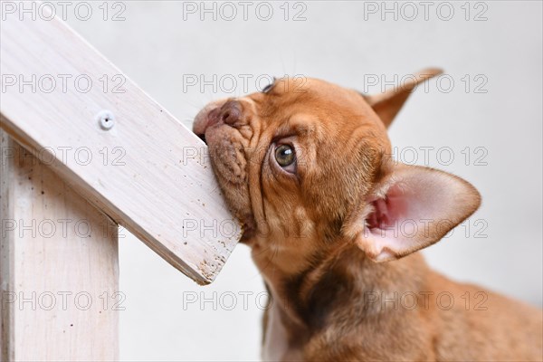 Young French Bulldog dog puppy chewing on furniture