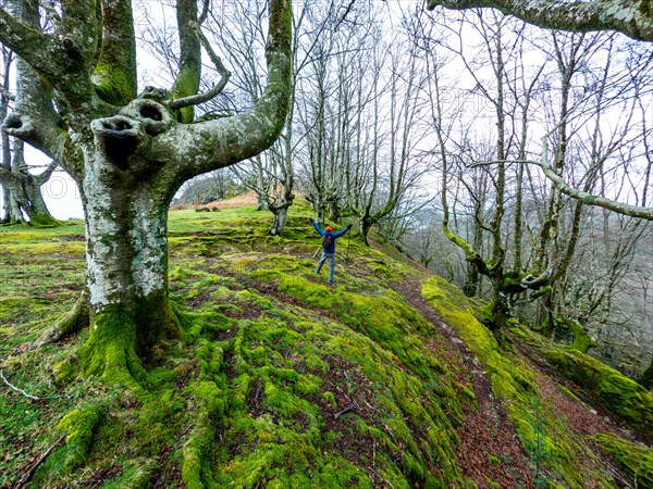 A man in the beautiful Beech forest at the top of Mount Adarra, municipality of Urnieta in Gipuzkoa. Basque Country