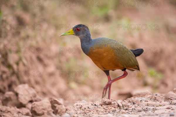 Grey-Necked Wood-Rail Rail