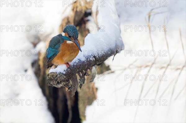 Common kingfisher (Alcedo atthis) sitting on a snow-covered branch, looking into a stream bed, winter, Hesse, Germany, Europe