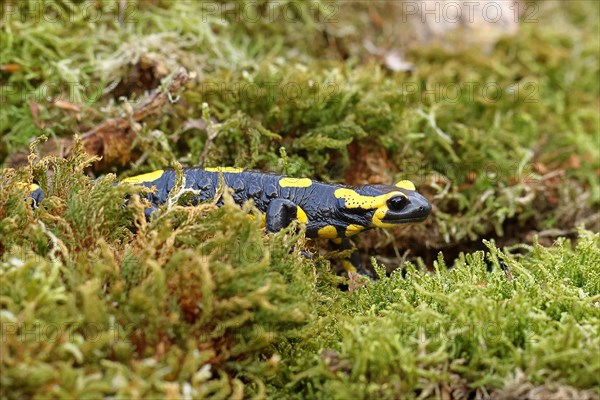 Fire salamander (Salamandra salamandra), running over moss, Wildlife, North Rhine-Westphalia, Germany, Europe