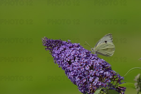 Small white (Pieris rapae), sucking nectar from a blossom of the butterfly-bush (Buddleja davidii), Wilnsdorf, North Rhine-Westphalia, Germany, Europe