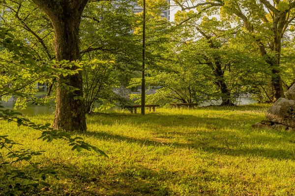 Landscape of secluded field in shaded nature park in Hiroshima, Japan, Asia