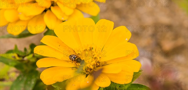 Closeup of bee gathering nectar from a bright yellow flower