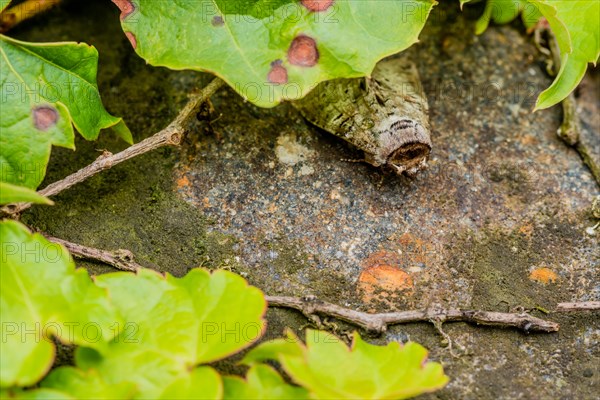 Closeup of leaf hopper moth on stone under leaf of ivy. Selective focus on top of head and face