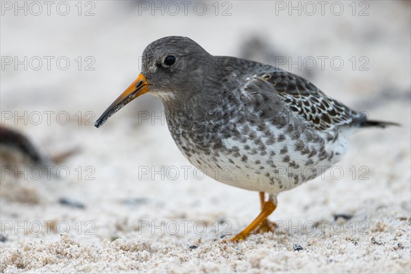 Purple sandpiper, Heligoland