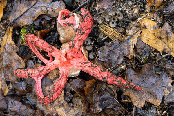 Octopus Stinkhorn