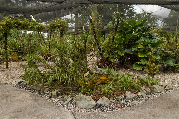 Orchid and bromeliad flower beds in botanical garden, selective focus, copy space, malaysia, Kuching orchid park