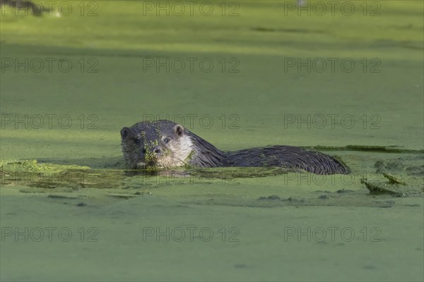 European Otter (Lutra lutra) adult swimming in a lake, Suffolk, England, United Kingdom, Europe