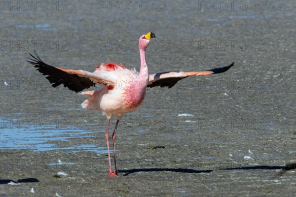 James Flamingo, NP Eduardo Avaroa Bolivia