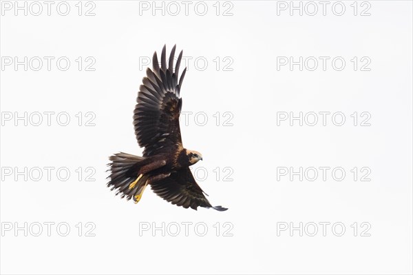 Western marsh-harrier (Circus aeruginosus), Emsland, Lower Saxony, Germany, Europe