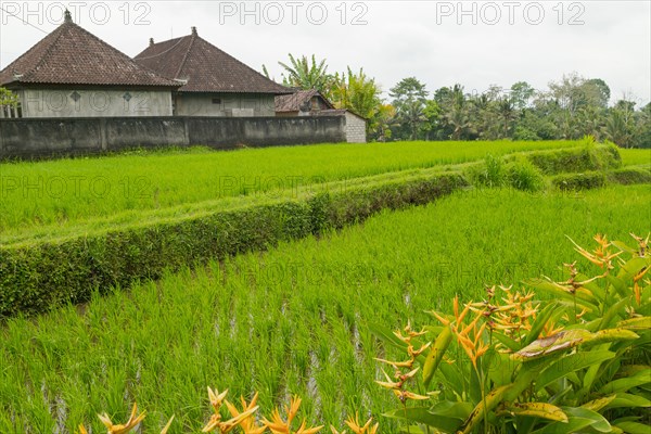 Rice terraces, Campuhan ridge walk, Bali, Indonesia, track on the hill with grass, large trees, jungle and rice fields. Travel, tropical, Ubud, Asia
