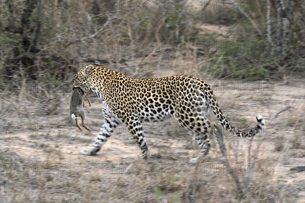 Leopard (Panthera pardus), adult, carrying prey, running, Sabi Sand Game Reserve, Kruger NP, Kruger National Park, South Africa, Africa