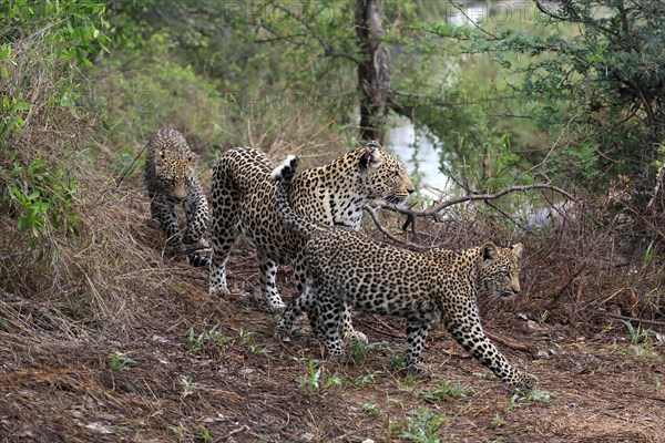 Leopard (Panthera pardus), adult, cubs, group, running, stalking, Sabi Sand Game Reserve, Kruger NP, Kruger National Park, South Africa, Africa