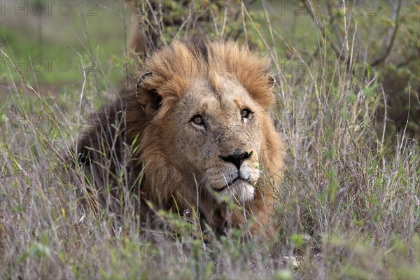 Lion (Panthera leo), male, portrait, vigilant, Kruger National Park, Kruger National Park, South Africa, Africa