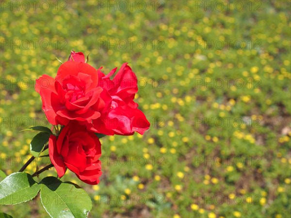 Red rose flower Rosa