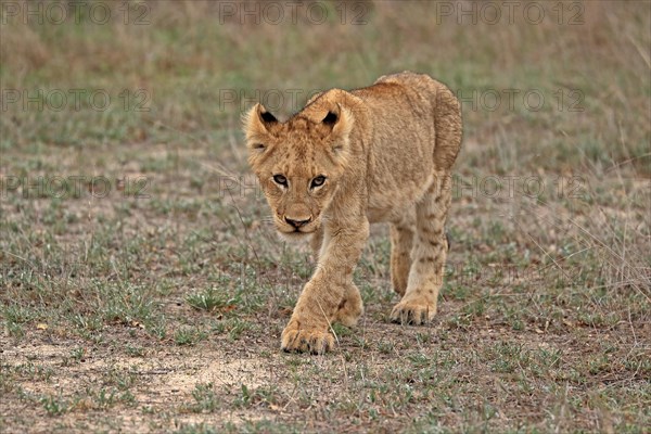 Lion (Panthera leo), young, stalking, alert, Sabi Sand Game Reserve, Kruger National Park, Kruger National Park, South Africa, Africa