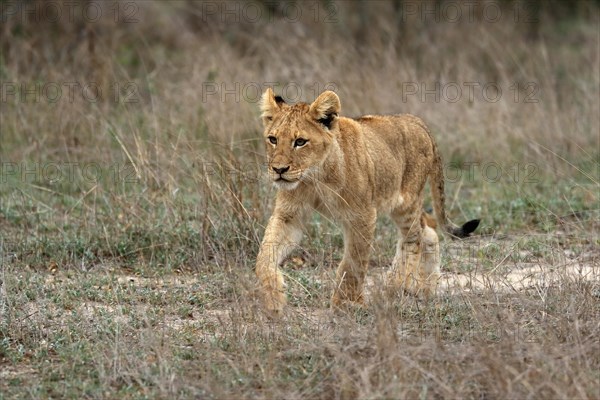 Lion (Panthera leo), young, stalking, alert, Sabi Sand Game Reserve, Kruger National Park, Kruger National Park, South Africa, Africa