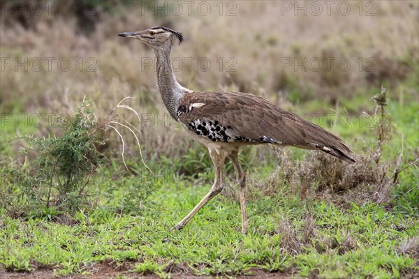 Kori bustard (Ardeotis kori), adult, running, foraging, vigilant, Kruger National Park, Kruger National Park, South Africa, Africa