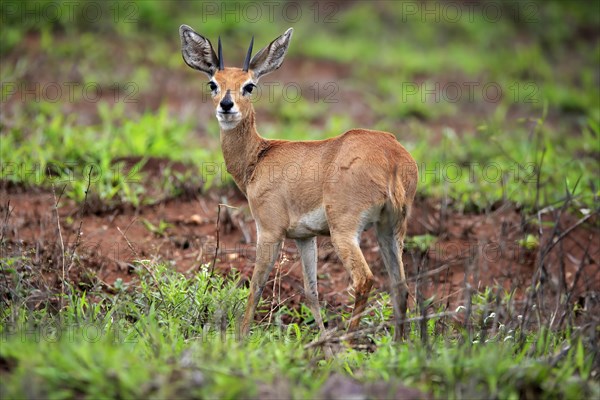 Steenbok (Raphicerus campestris), adult, male, foraging, vigilant, dwarf antelope, Kruger National Park, Kruger National Park, South Africa, Africa