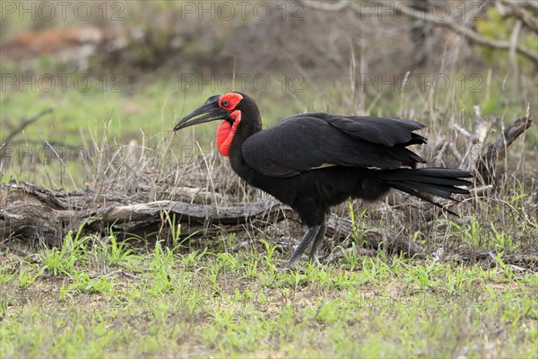 Southern ground hornbill (Bucorvus leadbeateri), adult, foraging, alert, Kruger National Park, Kruger National Park, South Africa, Africa