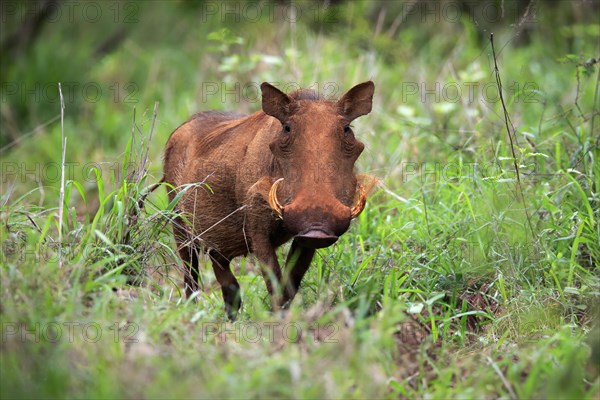 Warthog, (Phacochoerus aethiopicus), adult, foraging, alert, Kruger National Park, Kruger National Park, South Africa, Africa